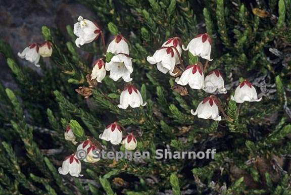 cassiope mertensiana 2 graphic